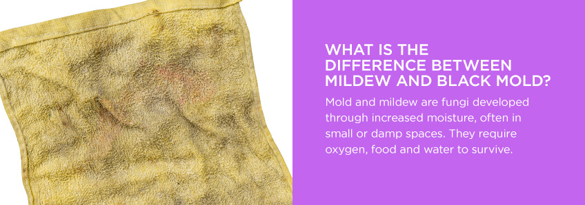 What Is the Difference Between Mildew and Black Mold?